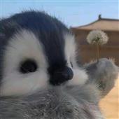 Bl