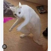 Tà