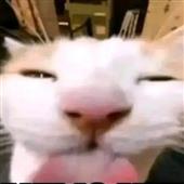 Cu