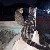Lắ