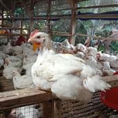 Họ