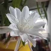 Ma