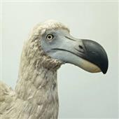 Sò
