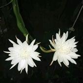 Bắ