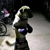 Dự