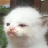 Ớt