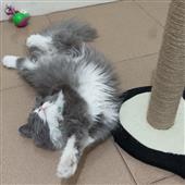 Tạ