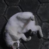 Tr
