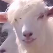 Cá