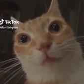 Ch