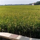Vậ