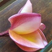 Mạ