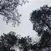 Ng