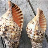 NỮ