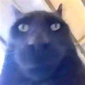 Ic