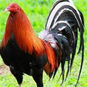 Đổ