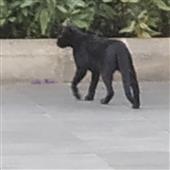 Đo