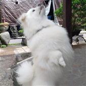 Mô