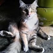 Tú