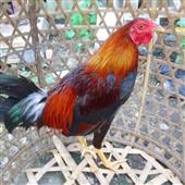 Đả