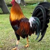 Đạ
