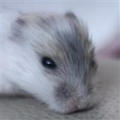 Po