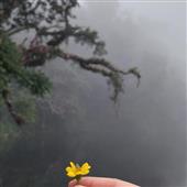 FI