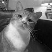 Bo