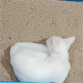 Sơ
