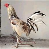 Sò