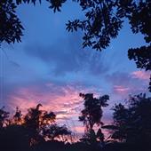 Bi