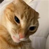 po