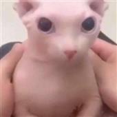 Gi