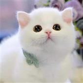 Ma