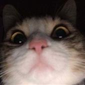 Qu
