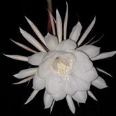 Bà
