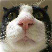 Sò