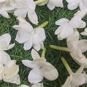 Mạ