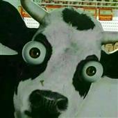Qu