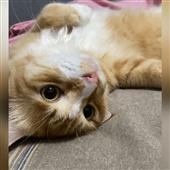 Kẻ