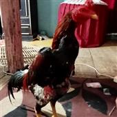 Vệ