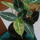 Tỷ