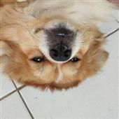 Tr