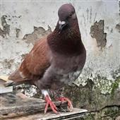 Cờ