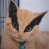 Xe
