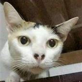 Be