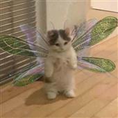 Cô