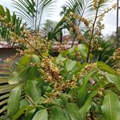 Đạ