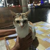 Tộ