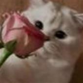 L-